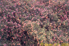 Lantana camara var. aculeata